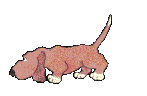 chien